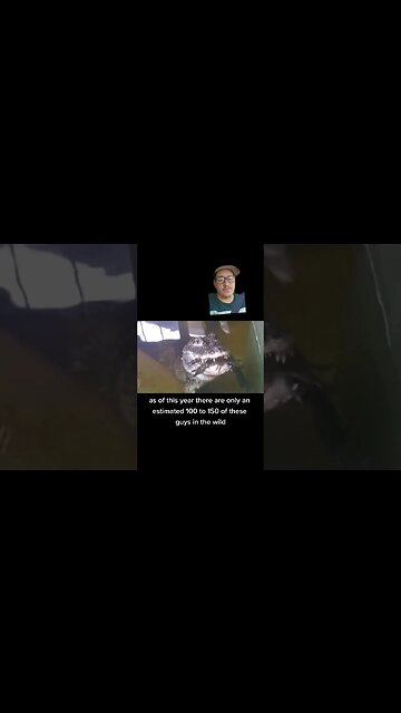 The Chinese alligator is nearly gone forever....