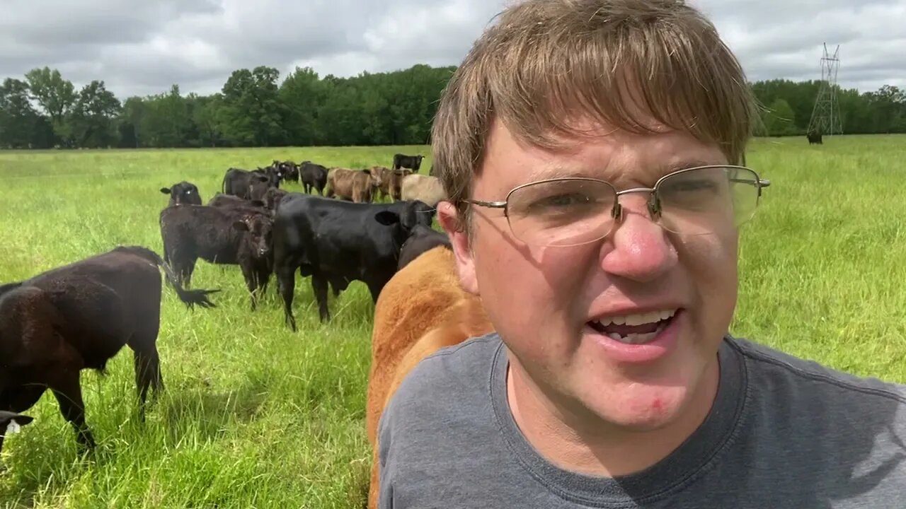 Rotationally Grazing Our Cows April, 24, 2021