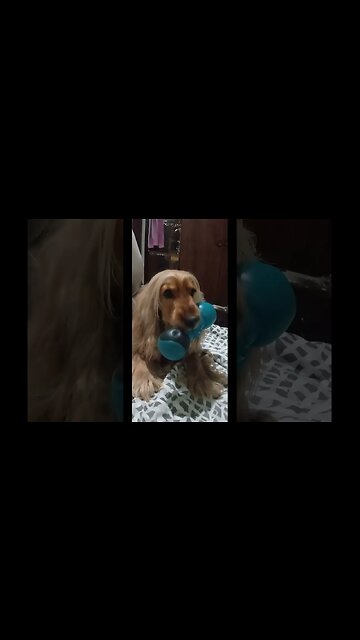 #cachorro, Beautifuldog, #friend, #dogshow, #amimals, #dogs, #shorts