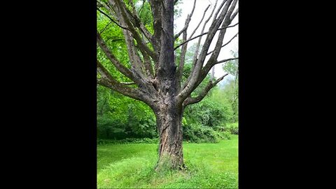 C# or Db Cello Drone