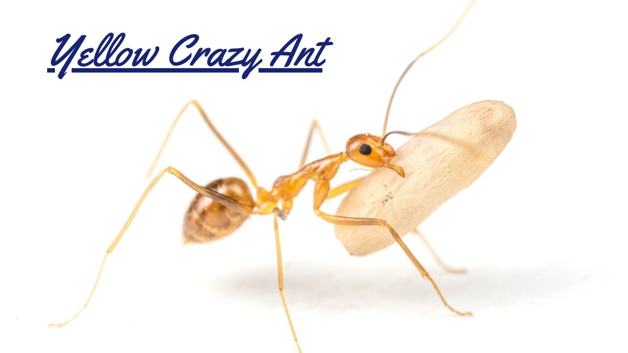 The Wild World of Yellow Crazy Ants