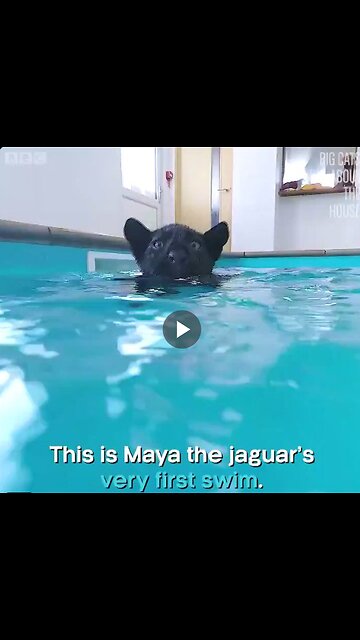 A baby jaguar learning how to swim.