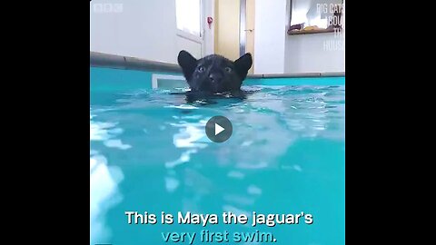 A baby jaguar learning how to swim.