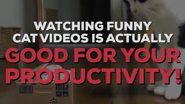 Cute Cat Videos Actually Make You More Productive!