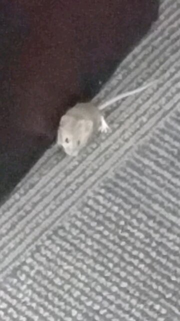 little baby mouse #mouse #cute