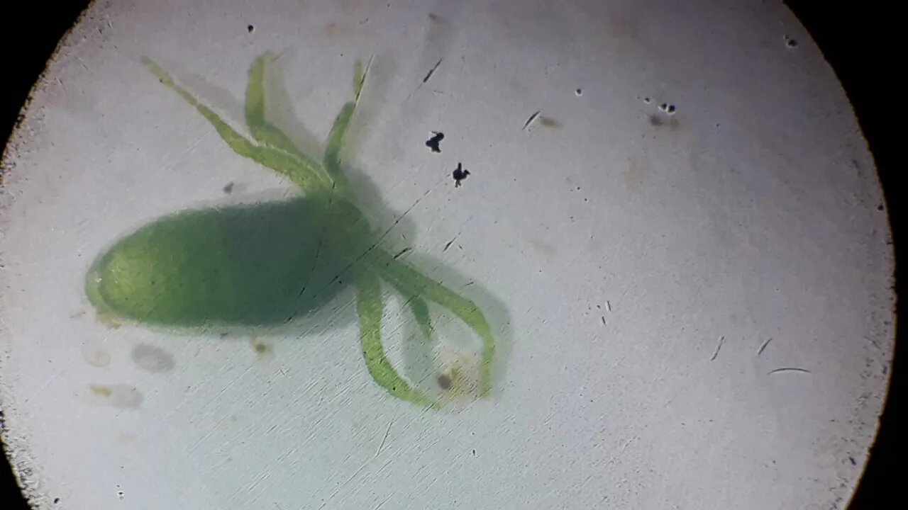 Hydra freshwater hydroid in the tank