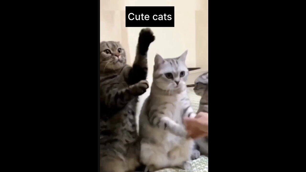 funny cat cute reaction