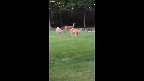 The deer were curious about Qwerty