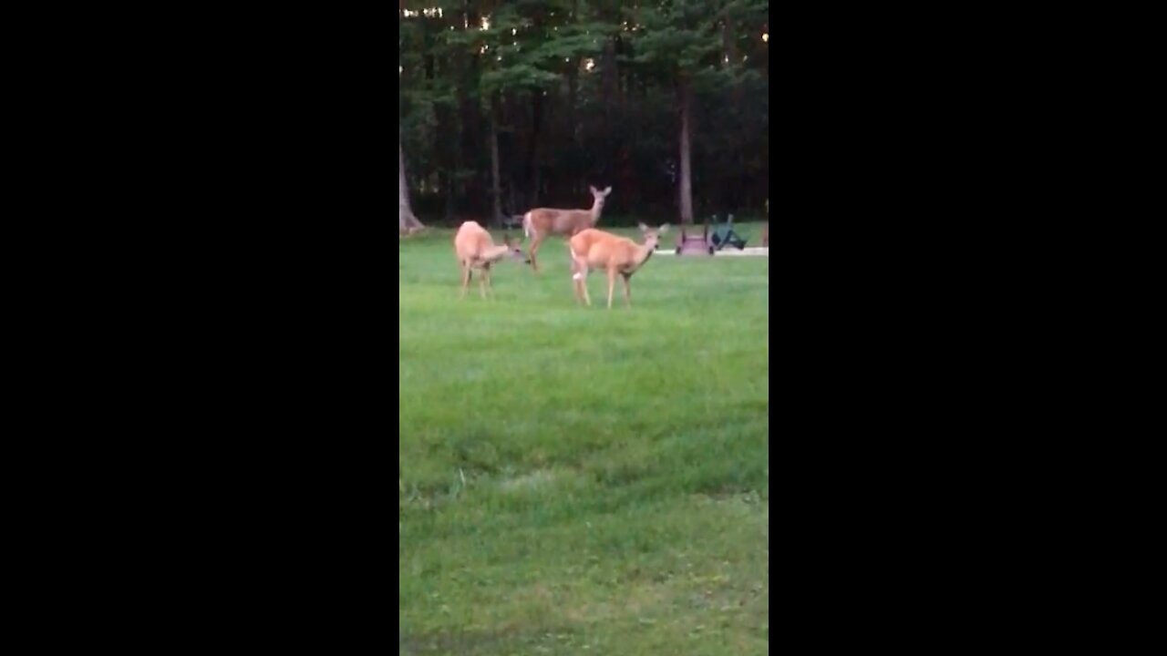 The deer were curious about Qwerty