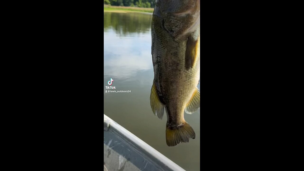 Dandy Bass Last Summer