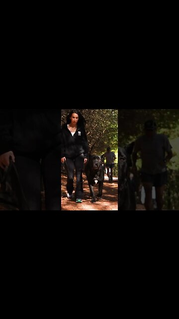 The Beautiful Beast Cane Corso #shorts #pets