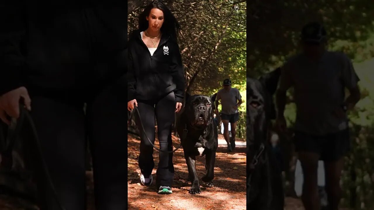 The Beautiful Beast Cane Corso #shorts #pets