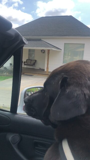 Bear goes for a ride