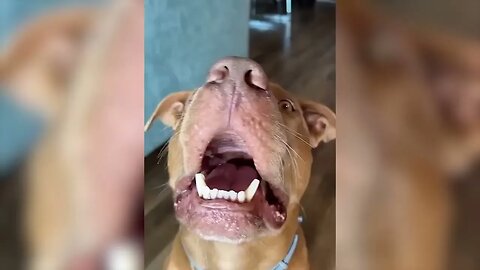 Funniest Animals Videos Best Cat sand Dogs Videos 2022!