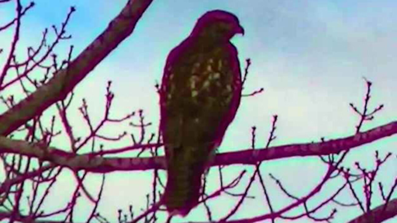 IECV NV #270 - π Red Tailed Hawk π¦
In A Tree In The Neighbor's Yard 10-28-2016