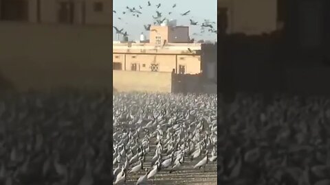 #birds