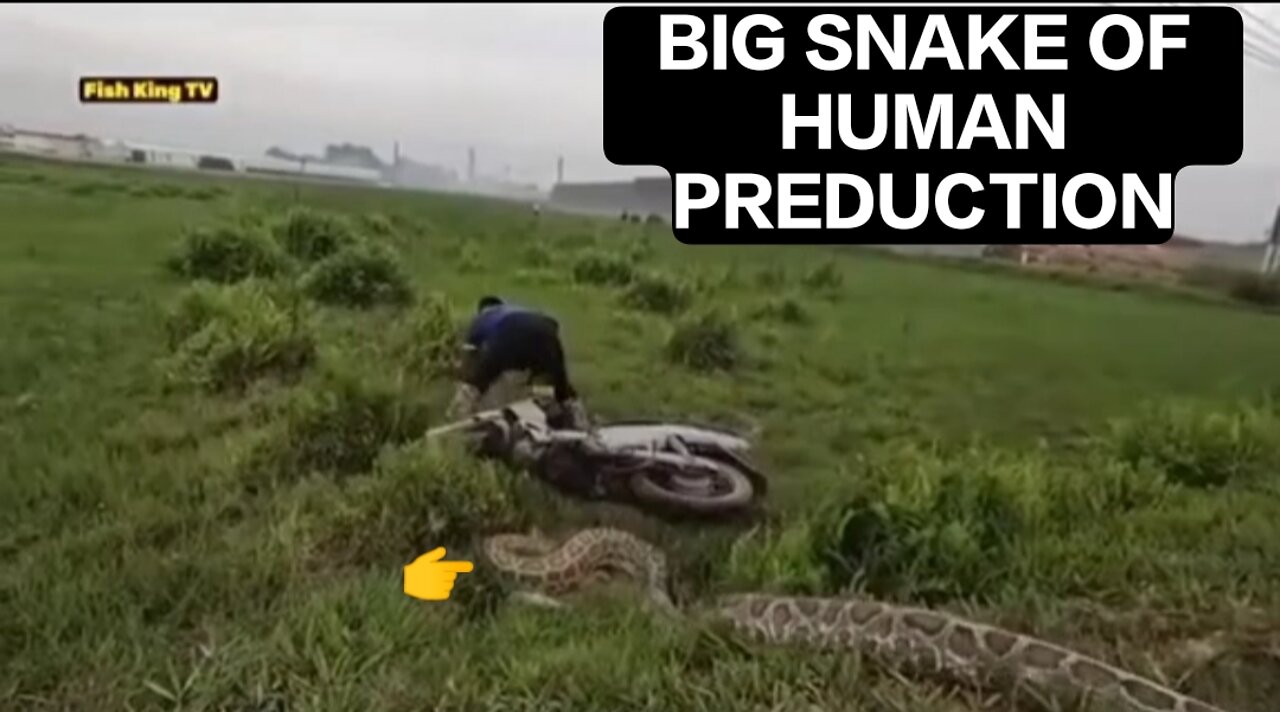 BIG SNAKE OF HUMAN PREDUCTION