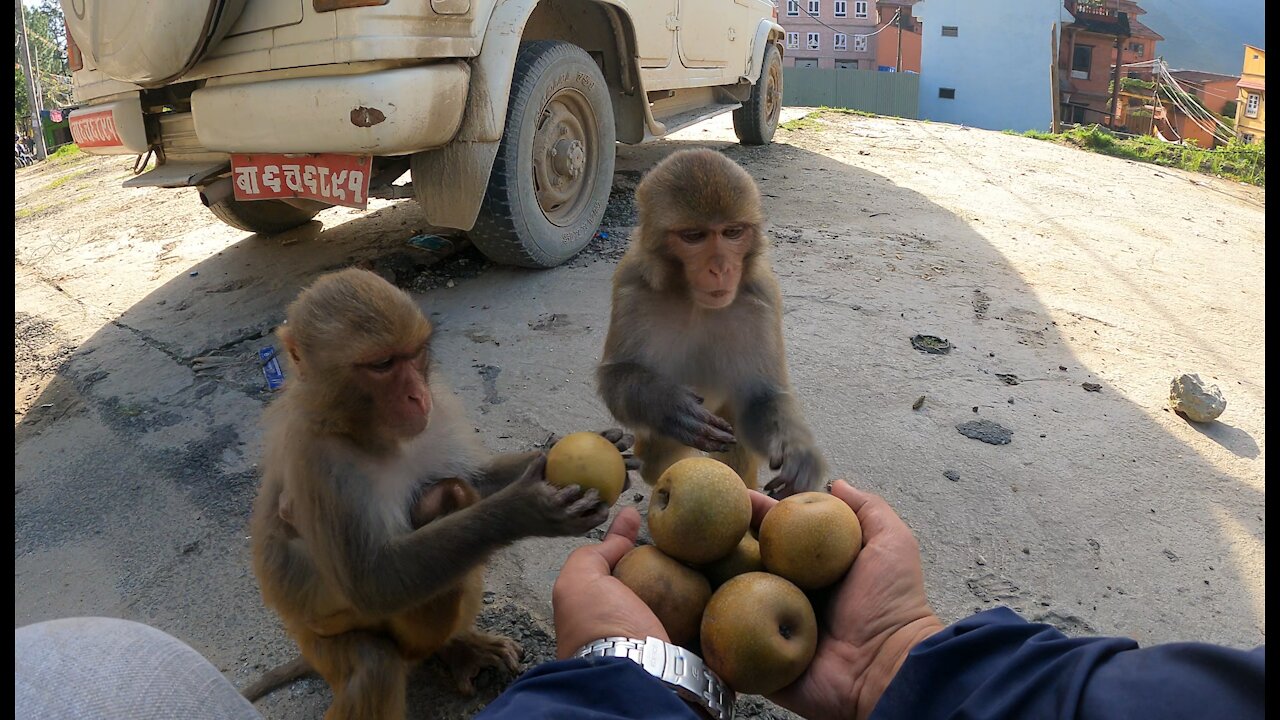 feeding pear and small mango to the group of monkeys || feeding monkey || monkey love pear and mango