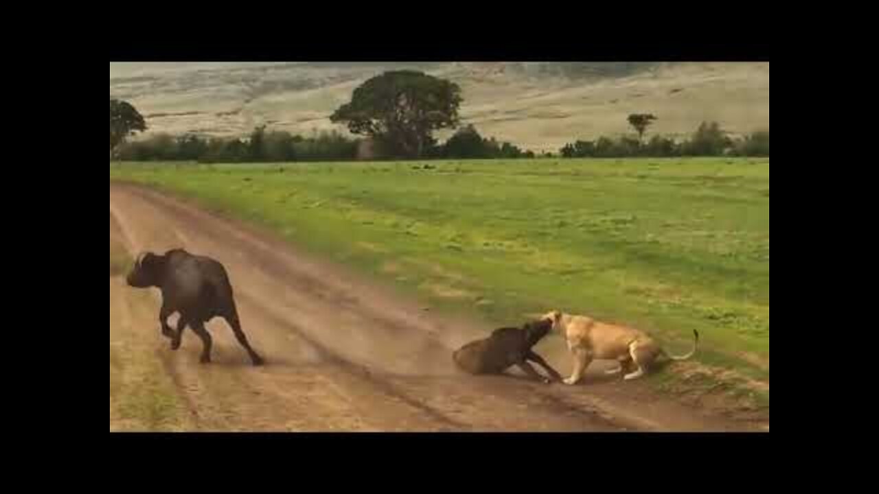 Most Amazing Moments Of Wild Animal 2022 Wild Discovery Animals