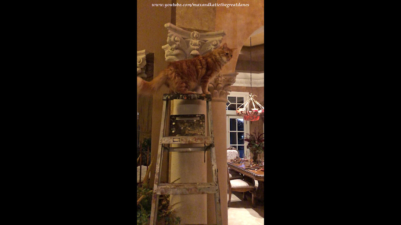 Curious Cat Loves To Climb A Ladder For A Cat's Eye View