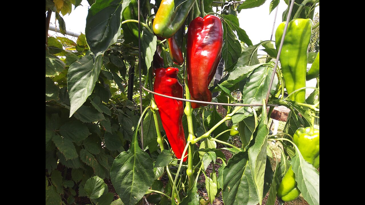 2nd Giant Marconi Pepper Harvest 8/28/24