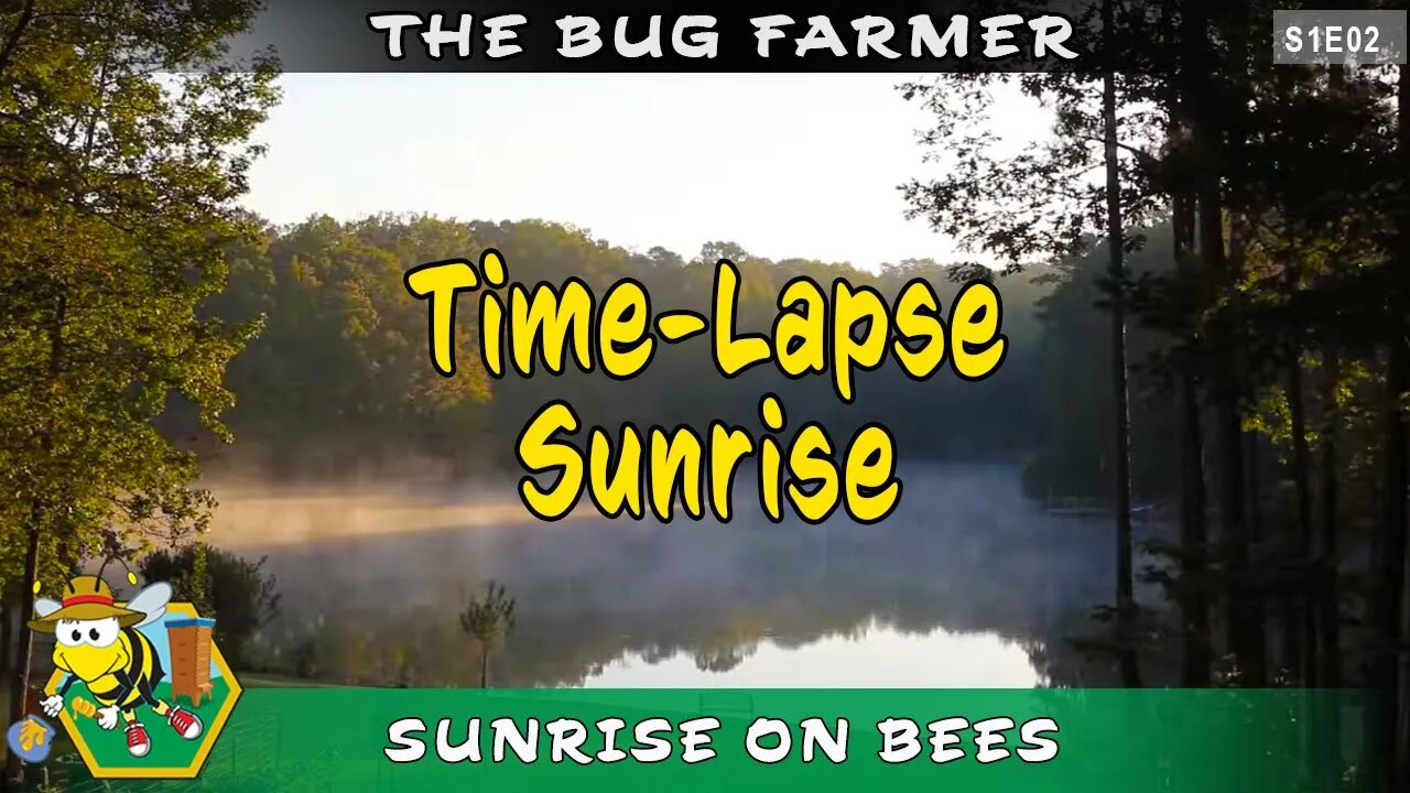 #shorts Time-lapse Sunrise on the Beehives -- Good morning bees