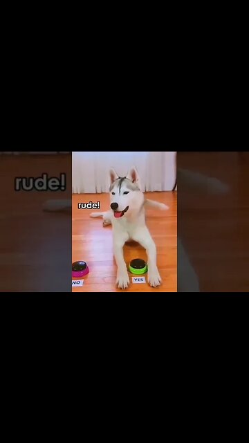 Dog Training Tips😍😎 #dog funny animals #trainingdogs #shorts #funnyanimals FunnyAnimalshow