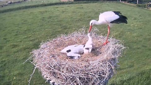 The stork kills the young stork in the cage