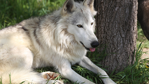 Wild Cincy: Go behind-the-scenes at The Red Wolf Sanctuary