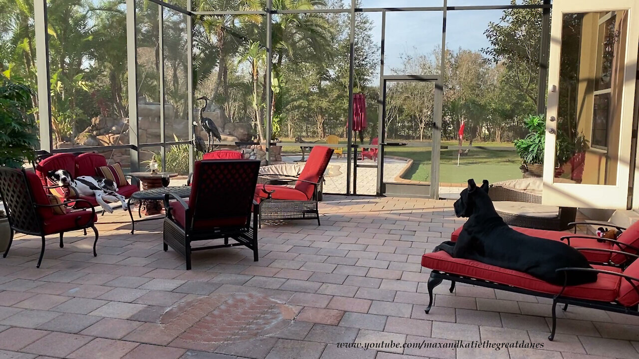 Florida Great Danes love chilling on the lanai