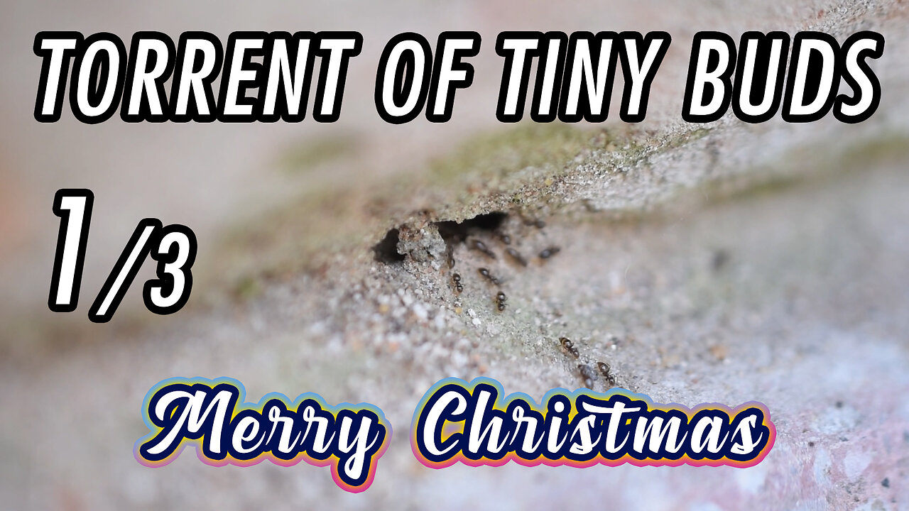 The ants that go fast and become blurry - 1/3