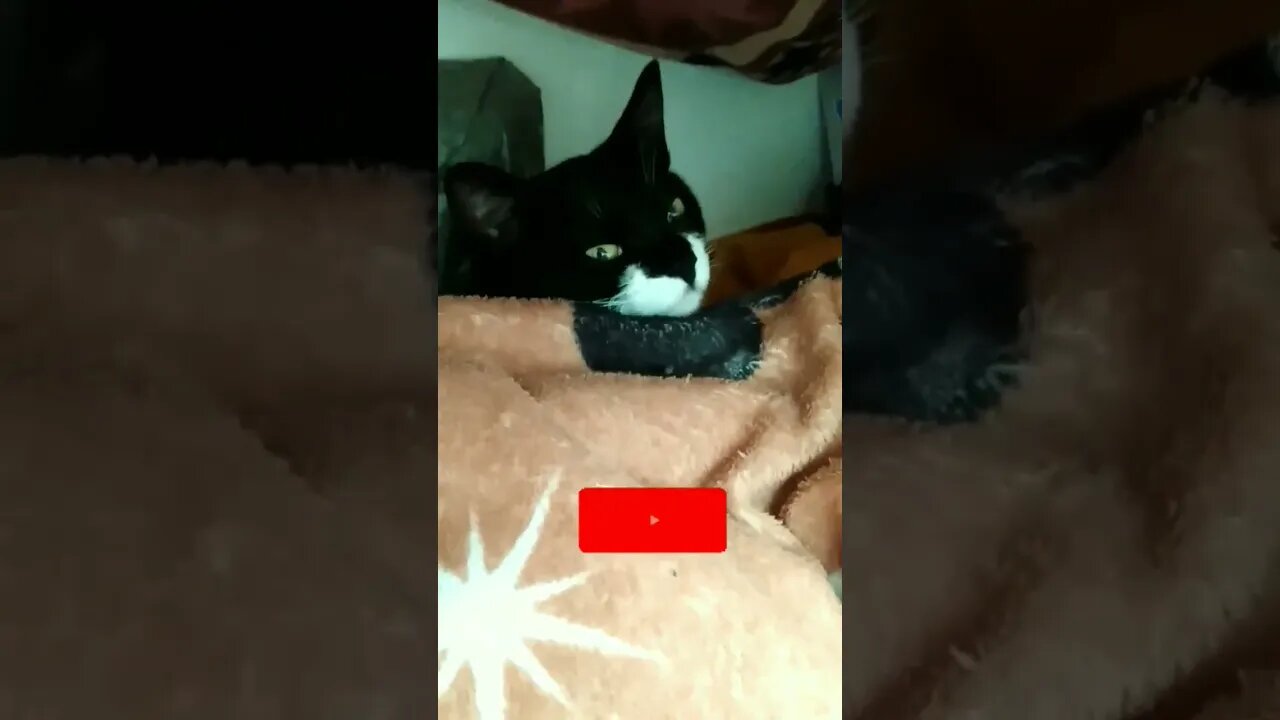 Gato Bartolomeu Tunico no esconderijo secreto da missão impossível 😸😹