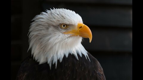 White-tailed eagle standing on top of trees.