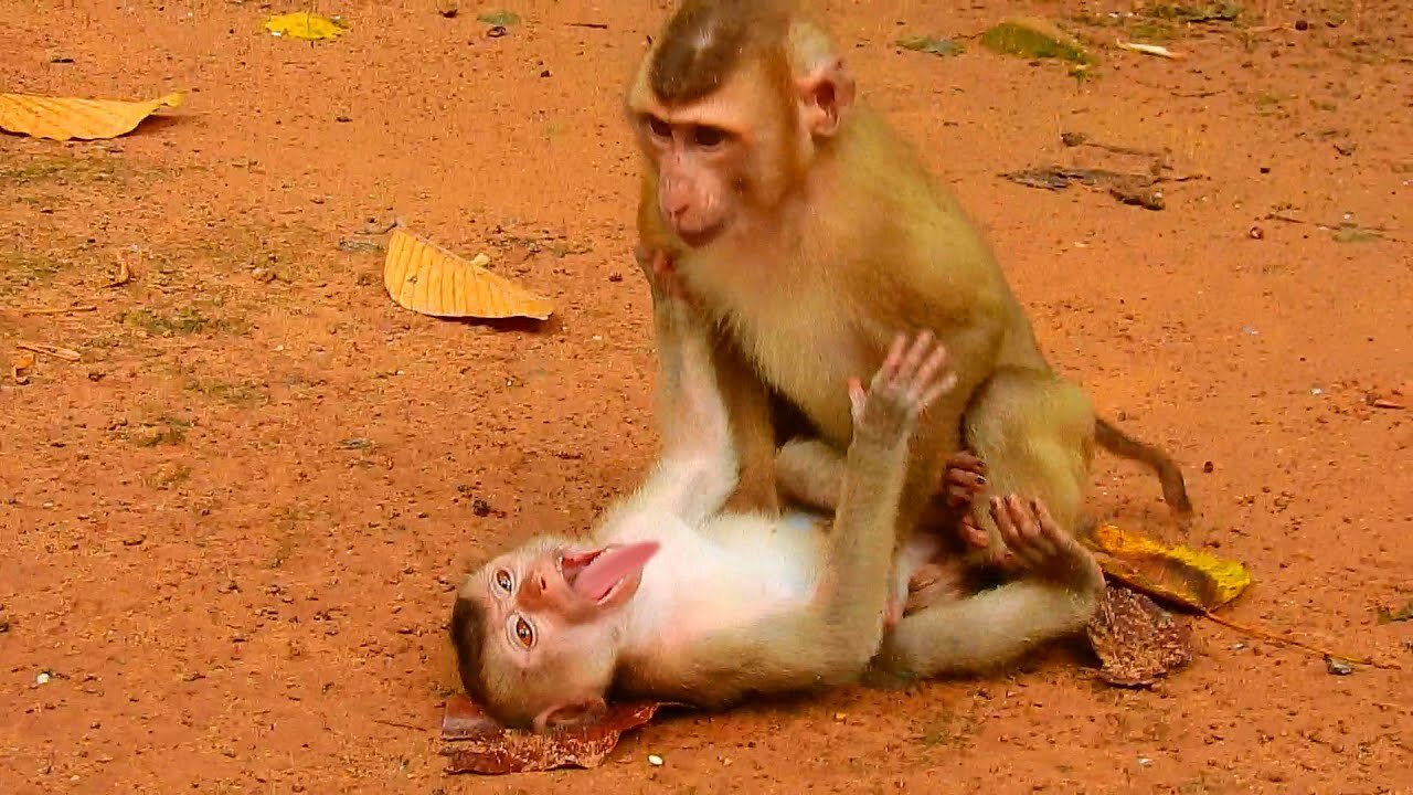 Oops, Baby Rojo is attractive with best friend, So funny baby monkey Rojo