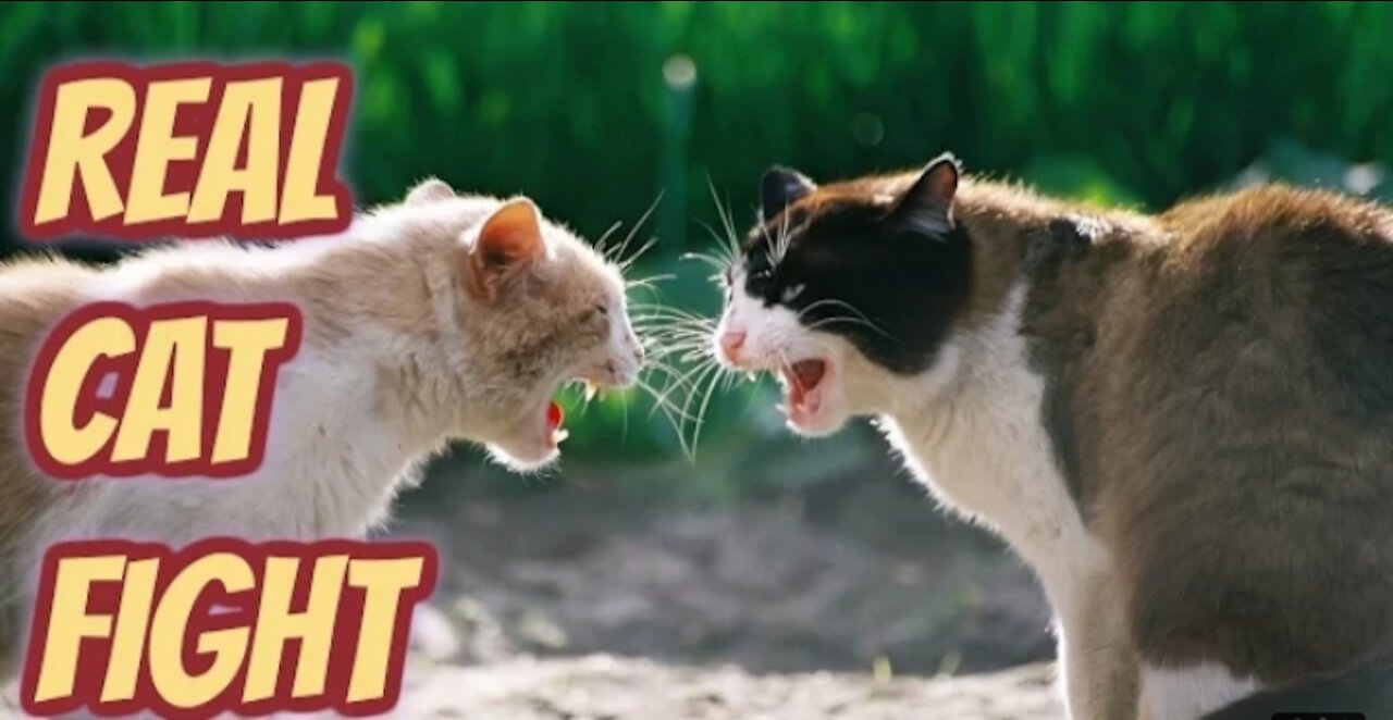 Real Cat Fight || So Funny Cats || Compilation