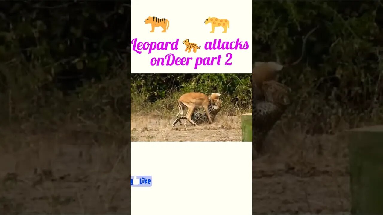 Leopard attacks on Deer 🦌#shorts #shortsvideo #youtubeshorts