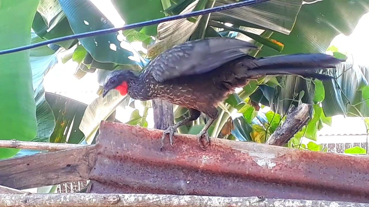 Jacu equilibrando com maestria para não cair! Jacuaçu, jacuguaçu, guans