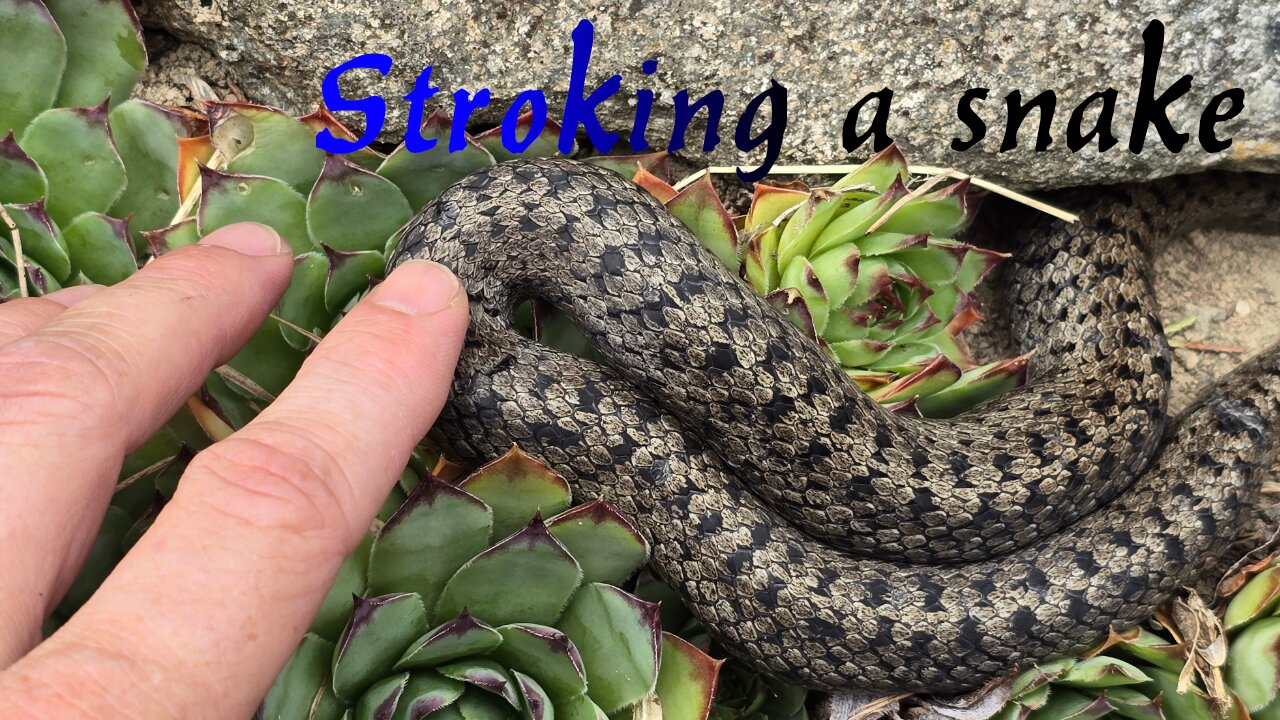 Beautiful snake stroked / A beautiful smooth snake in nature.