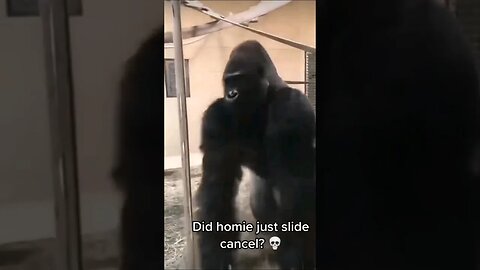 THIS GORILLA IS SMOOTH ASL😂🦍