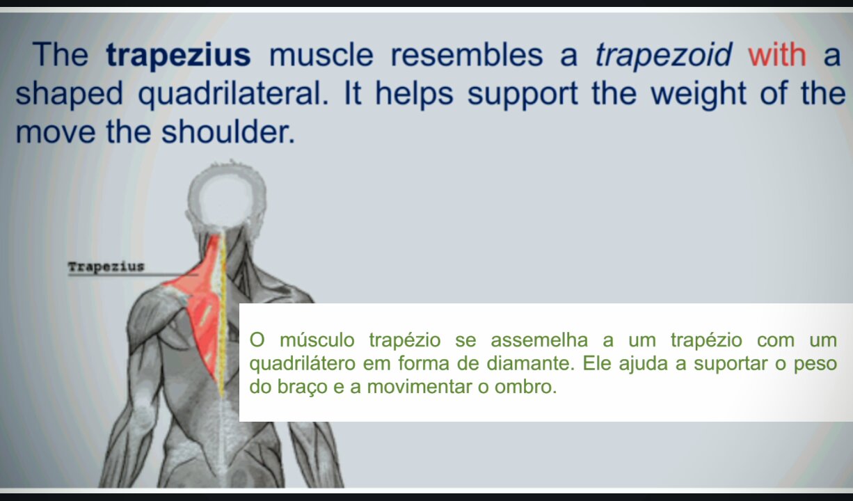 Muscles of the human body