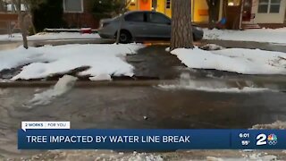 Tree impacted by water line break