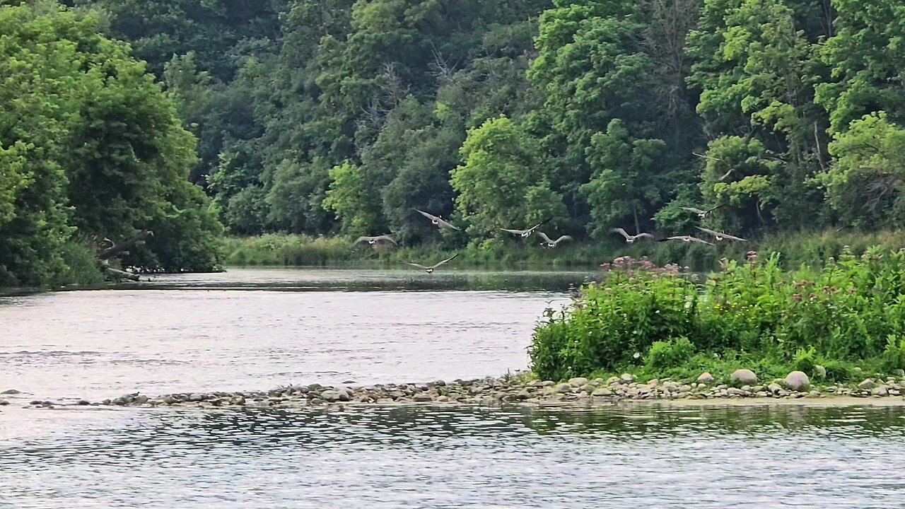 Beautiful landing of Geese