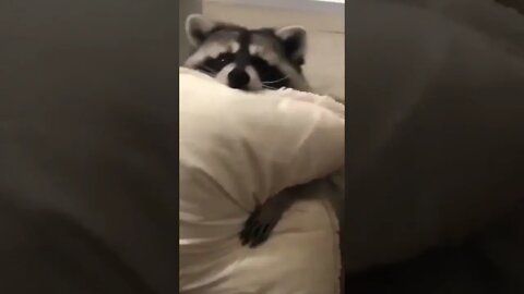 Addict raccoon #funnyshorts #funnyanimals #raccoon