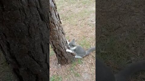 kitty climber