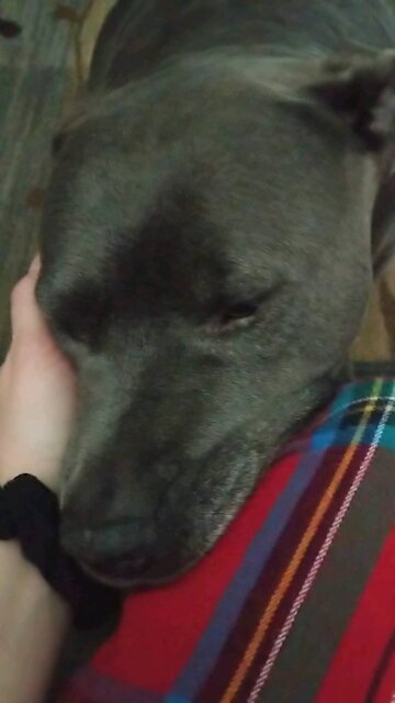 No over can't resist this pitbull