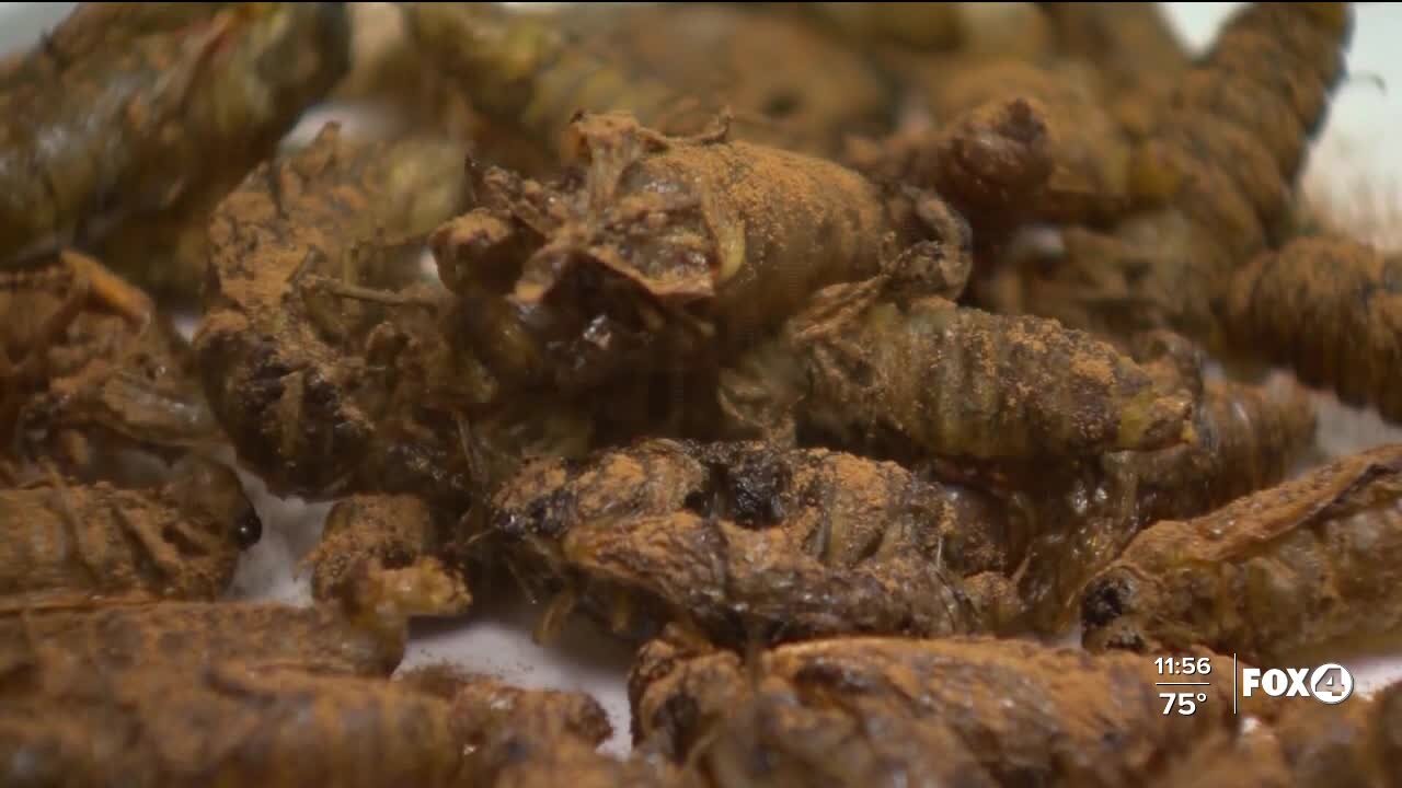 Chocolate cicadas, would you try them?