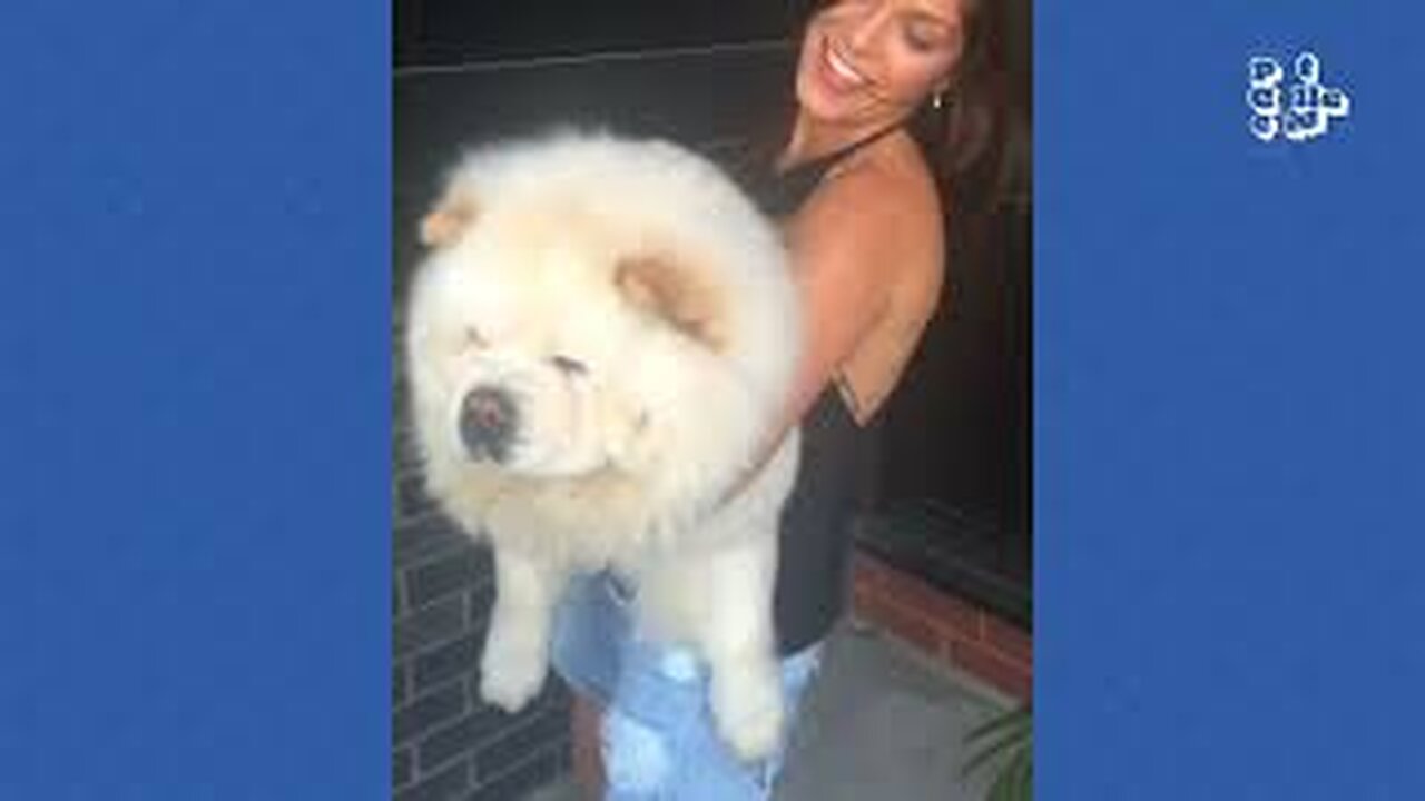 FUNNIEST Dogs & Cats | BEST Compilation