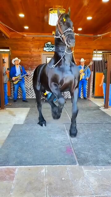 Please find a delightful horse dancing video for your enjoyment.🐎