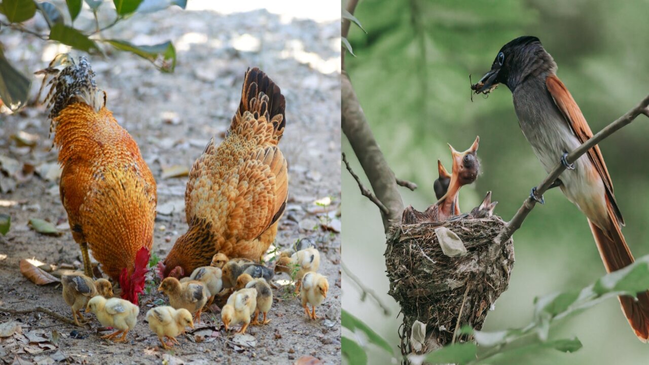 Birds feeding their chicks/wildlife