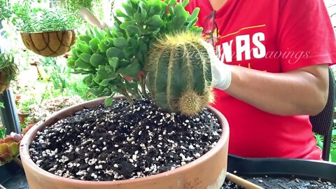 Succulents and Cactus Arrangement in Large Shallow Pot